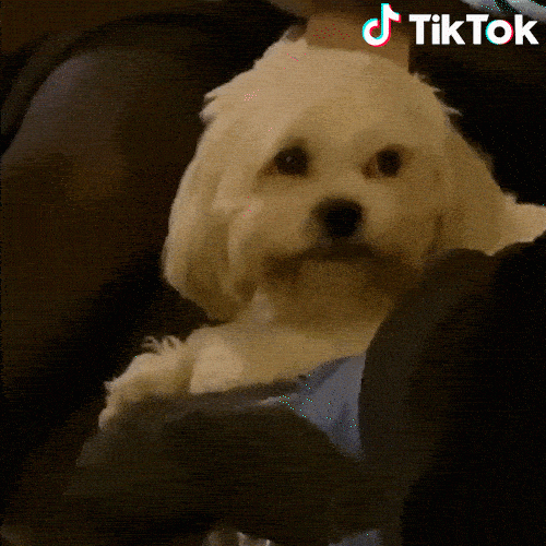 smiling dog from TikTok